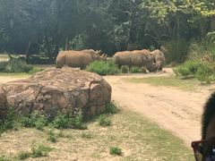 -奥兰多迪士尼动物王国乐园