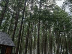 -塞罕坝国家级自然保护区