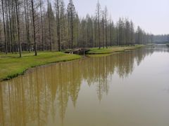 -黄海国家森林公园