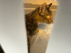 -瑞派康怡24h宠物医院·犬猫医疗中心·微创绝育(瑞景分院)