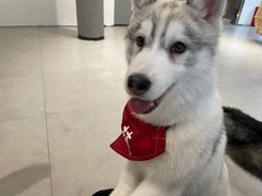 -Husky Go! 哈士奇体验馆·宠物咖啡厅狗咖