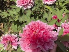 -洛阳市隋唐城遗址植物园