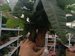 -龙大花卉苗木市场