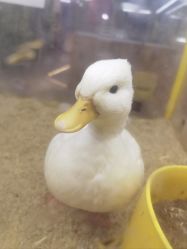 -神奇动物撸宠馆·羊驼·小浣熊·异宠(豫园店)