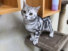 -康乐宝动物医院