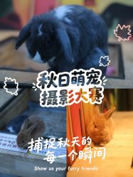 -神奇动物撸宠馆·羊驼·小浣熊·异宠(豫园店)
