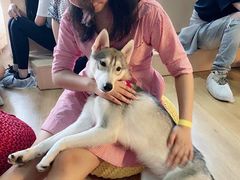 -Husky Go! 哈士奇体验馆·宠物咖啡厅狗咖