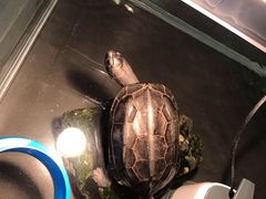 -灵龟之家百象馆(百象馆联合旗舰店)