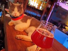 -后院儿·精酿·塔罗Happy Bar