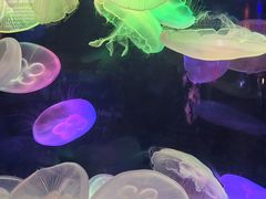 -太平洋海底世界