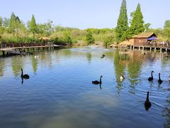 -溱湖国家湿地公园