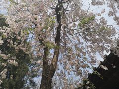 -西安青龙寺遗址景区