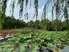-丰台科技园生态主题公园