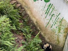 -中国大熊猫保护研究中心雅安碧峰峡基地