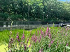 -白水寺森林公园