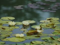 -国家植物园南园