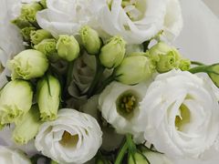 -循礼门鲜花花市(武汉循礼门店)