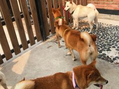 -柴犬高等学院·狗咖·柴犬售卖·宠物训练