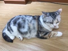 -猫和宫(六道口店)