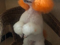 -优缇多格专业宠物美容师培训学校