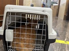 -宠爱国际动物医院·消化内科·心肾内科·ISFM猫友好(望京店)