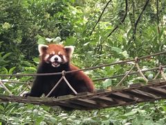 -上海野生动物园