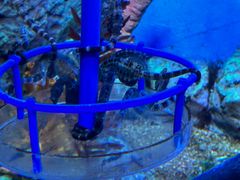 -上海海洋水族馆