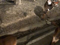 -清迈夜间动物园
