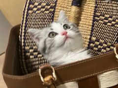-momokira米努特·德文卷毛猫·棉花面纱犬