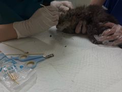 -美美宠物诊疗中心·异宠·骨科(滨江东信分院)