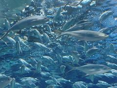 -上海海洋水族馆