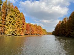 -上海海湾国家森林公园