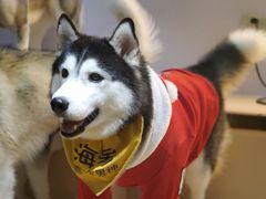 -Husky Go! 哈士奇体验馆·宠物咖啡厅狗咖