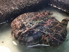 -上海大自然野生昆虫馆(东方明珠·爬宠昆虫探索中心)