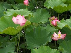 -茶花妹子云南餐厅(北大店)