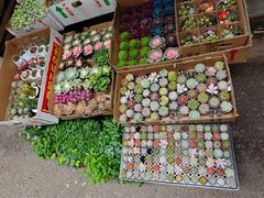 -循礼门鲜花花市(武汉循礼门店)