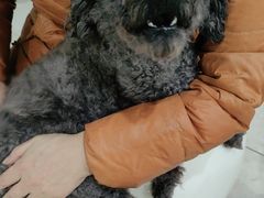 -瑞鹏瑞爱宠物医院·全科·猫科·血液透析中心(龙头寺店)