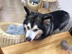 -李小姐の猫咖啡馆(五角场店)