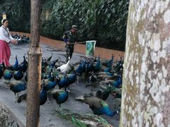 -西双版纳原始森林公园