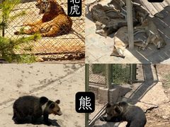 -青藏高原野生动物园