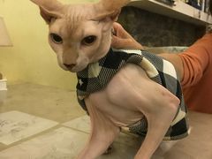 -猫色咖啡·猫咖