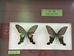 -上海昆虫博物馆