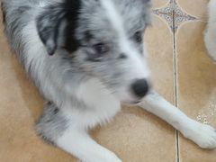 -Let's go狗咖·猫咖·奶狗·桌游(春熙路IFS店)
