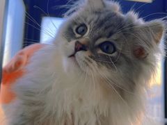 -1013 PET SHOP 宠物商店(近铁城市广场店)