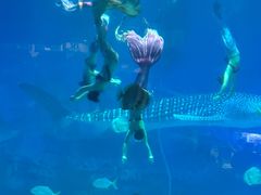 -烟台海昌鲸鲨海洋公园