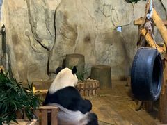 -深圳野生动物园