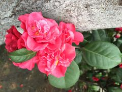iphone_upload_pic-白沙古井