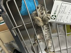 -爱侣宠医·鹦鹉专科·小型哺乳类·异宠专科(灵石路店)