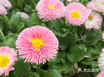 是路途中的雏菊，正值春季