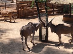 -昆明动物园